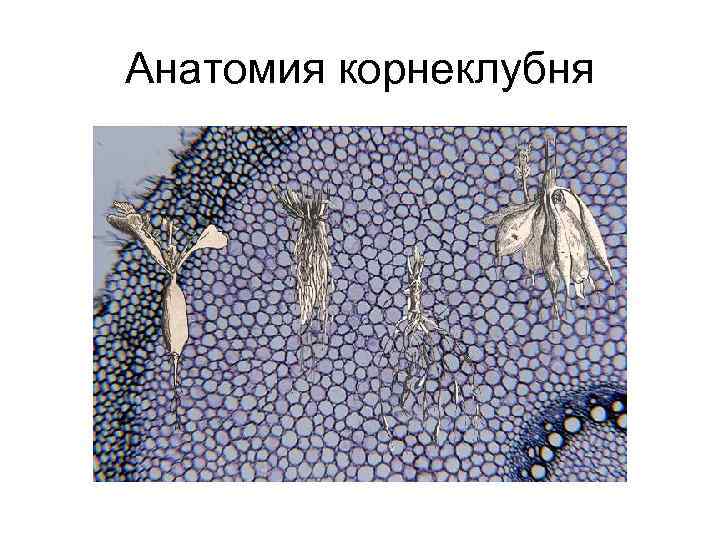 Анатомия корнеклубня 
