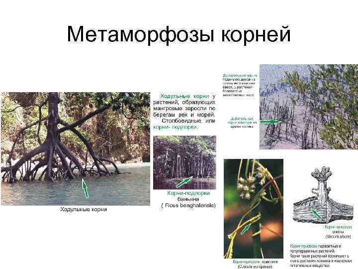 Метаморфозы корней 