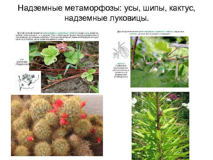 Надземные метаморфозы: усы, шипы, кактус, надземные луковицы. 