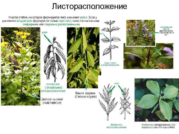 Листорасположение 