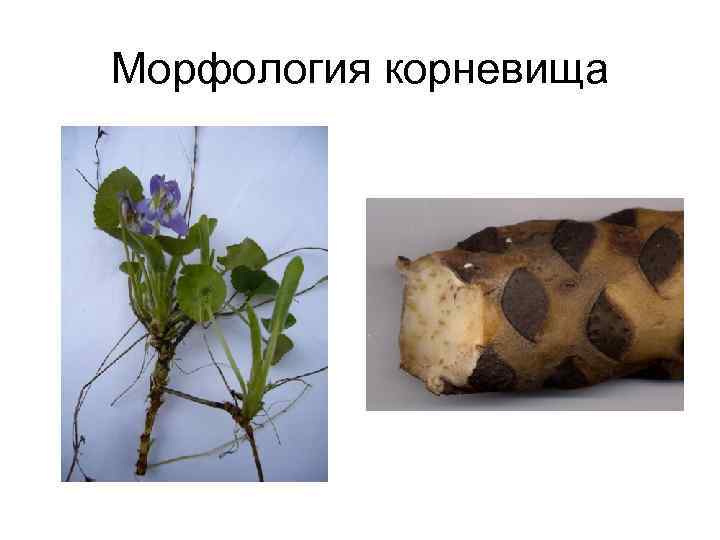 Морфология корневища 