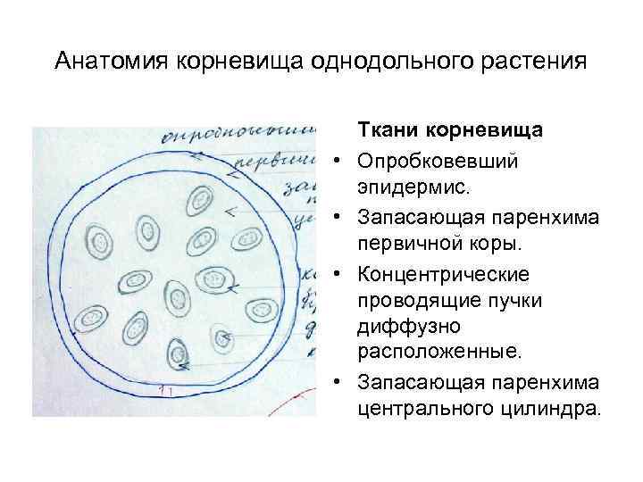 Анатомия корневища однодольного растения • • Ткани корневища Опробковевший эпидермис. Запасающая паренхима первичной коры.