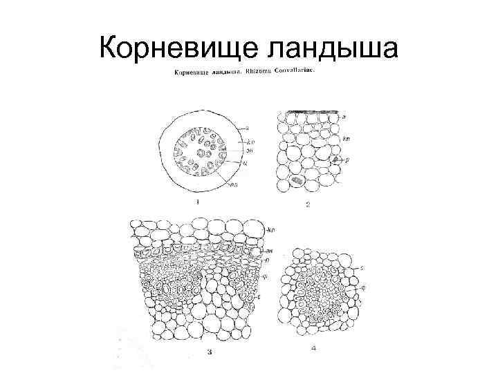 Корневище ландыша 