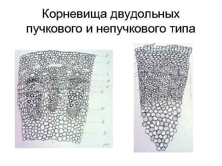 Корневища двудольных пучкового и непучкового типа 