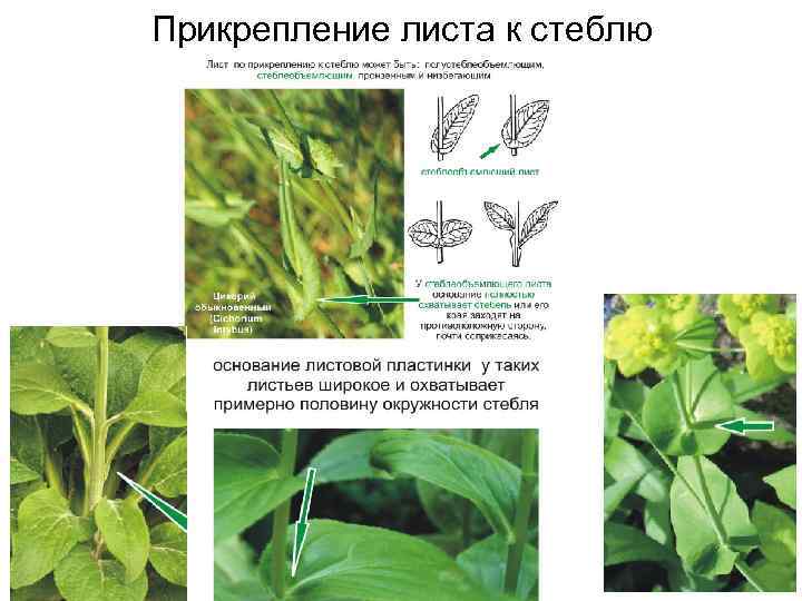 Прикрепление листа к стеблю 