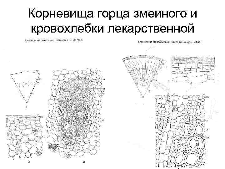 Корневища горца змеиного и кровохлебки лекарственной 