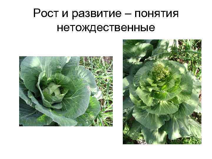 Рост и развитие – понятия нетождественные 