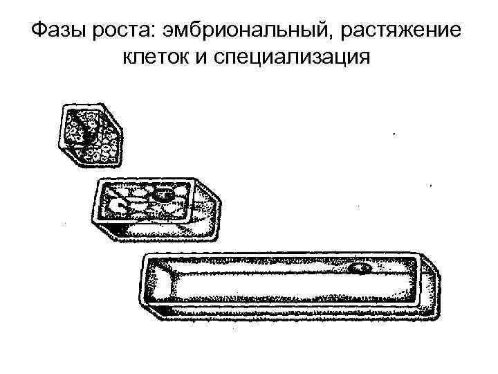 Фазы роста: эмбриональный, растяжение клеток и специализация 