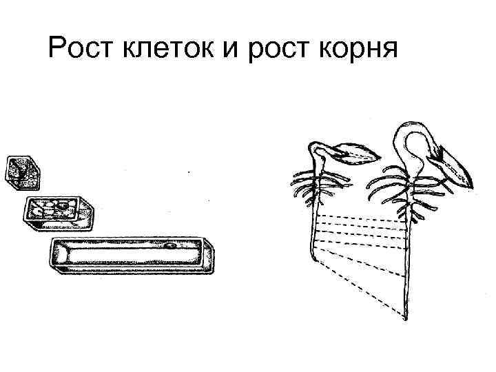 Рост клеток и рост корня 