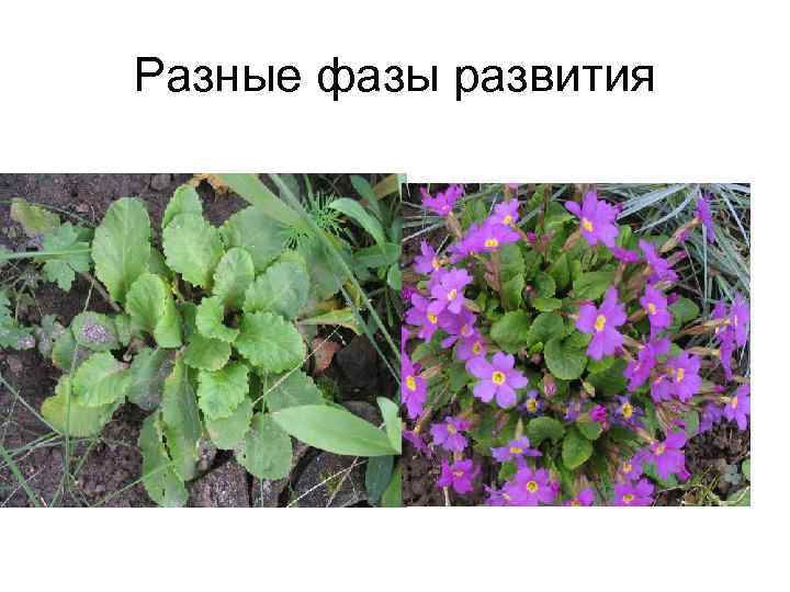 Разные фазы развития 