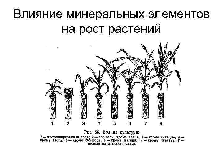 Влияние минеральных элементов на рост растений 