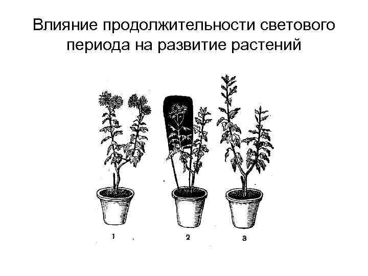 Влияние продолжительности светового периода на развитие растений 