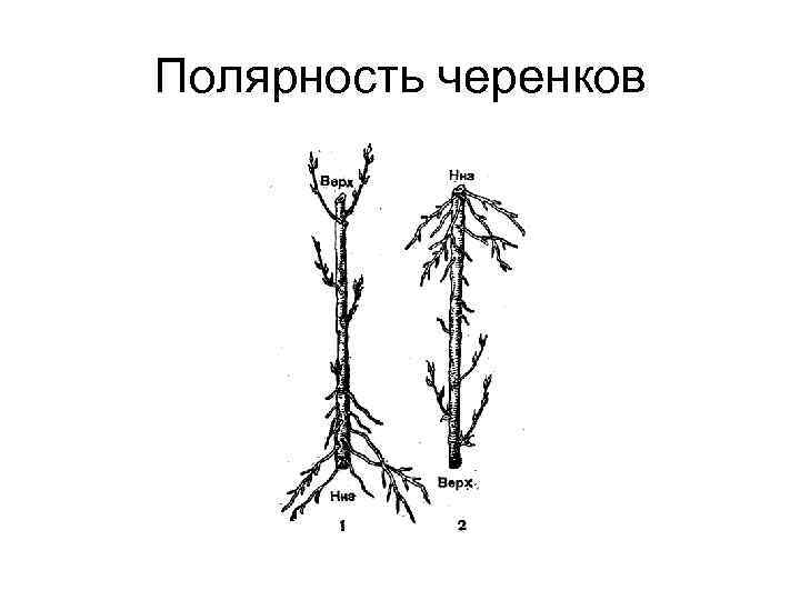 Полярность черенков 