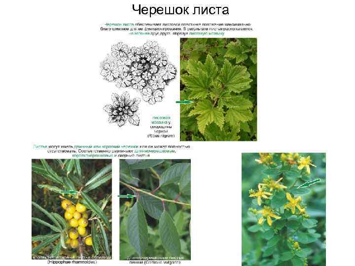 Черешок листа 