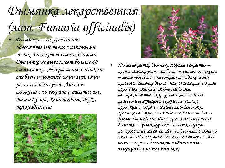 Дымянка лекарственная (лат. Fumаria officinаlis) • Дымянка – лекарственное однолетнее растение с изящными цветками