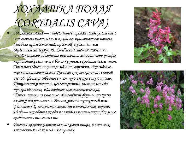 ХОХЛАТКА ПОЛАЯ (CORYDALIS CAVA) • Хохлатка полая — многолетнее травянистое растение с подземным шаровидным