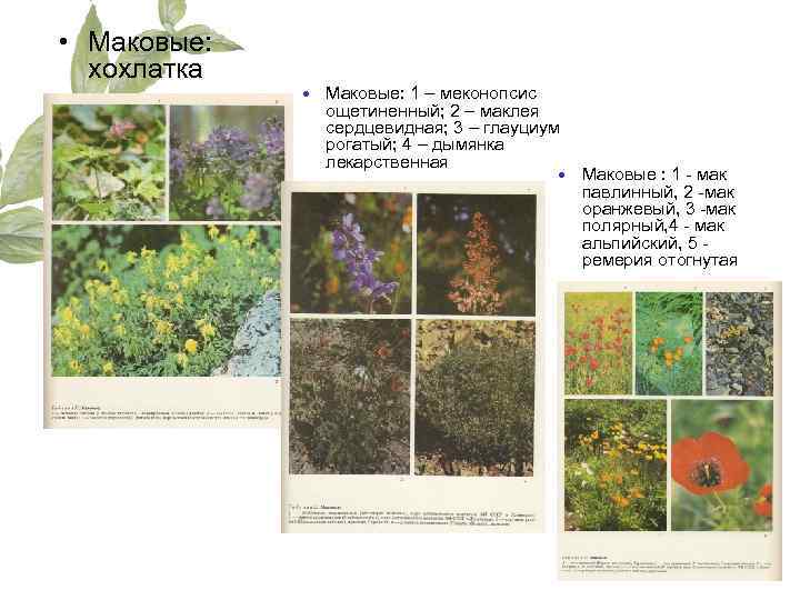  • Маковые: хохлатка Маковые: 1 – меконопсис ощетиненный; 2 – маклея сердцевидная; 3