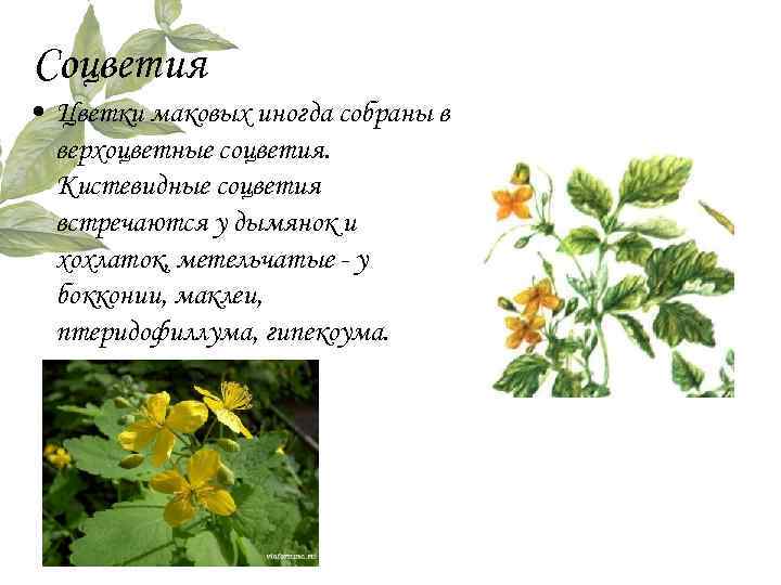 Соцветия • Цветки маковых иногда собраны в верхоцветные соцветия. Кистевидные соцветия встречаются у дымянок