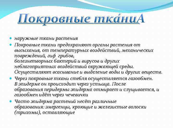 Покровные тка ни наружные ткани растения Покровные ткани предохраняют органы растения от высыхания, от