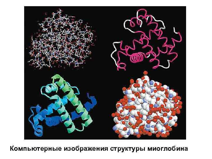 Компьютерные изображения структуры миоглобина 