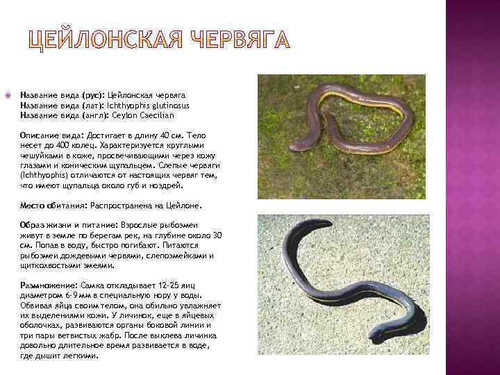  Название вида (рус): Цейлонская червяга Название вида (лат): Ichthyophis glutinosus Название вида (англ):