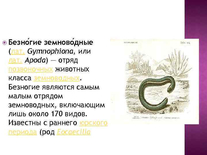  Безно гие земново дные (лат. Gymnophiona, или лат. Apoda) — отряд позвоночных животных