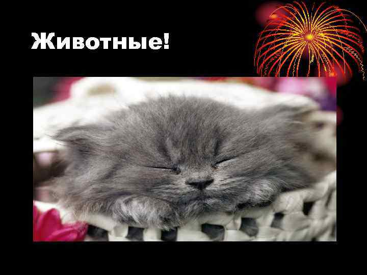 Животные! 
