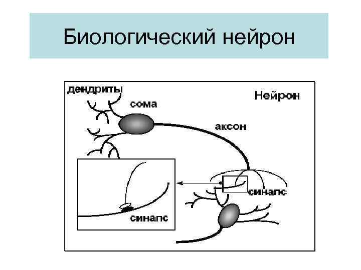 Искусственный нейрон. Биологический Нейрон. Сходства и различия биологического нейрона и искусственного нейрона. Обучение нейрона. Биологическая нейронная сеть презентация.