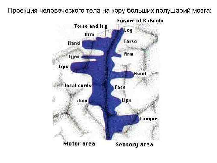  Проекция человеческого тела на кору больших полушарий мозга: 