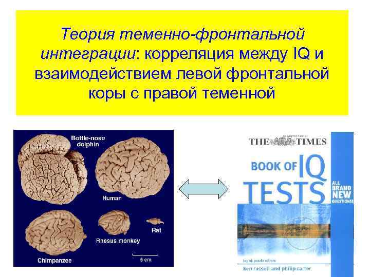 Теория теменно-фронтальной интеграции: корреляция между IQ и взаимодействием левой фронтальной коры с правой теменной