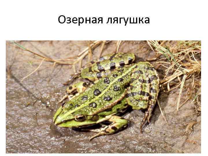 Озерная лягушка 