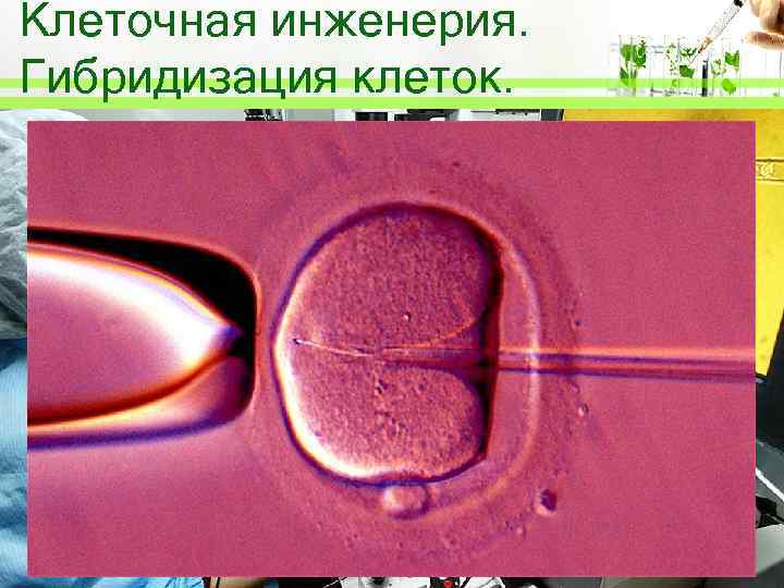 Клеточная инженерия. Гибридизация клеток. 
