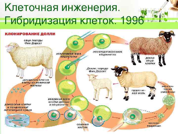 Клеточная инженерия. Гибридизация клеток. 1996 