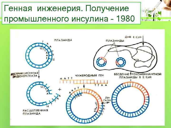 Генная инженерия. Получение промышленного инсулина - 1980 