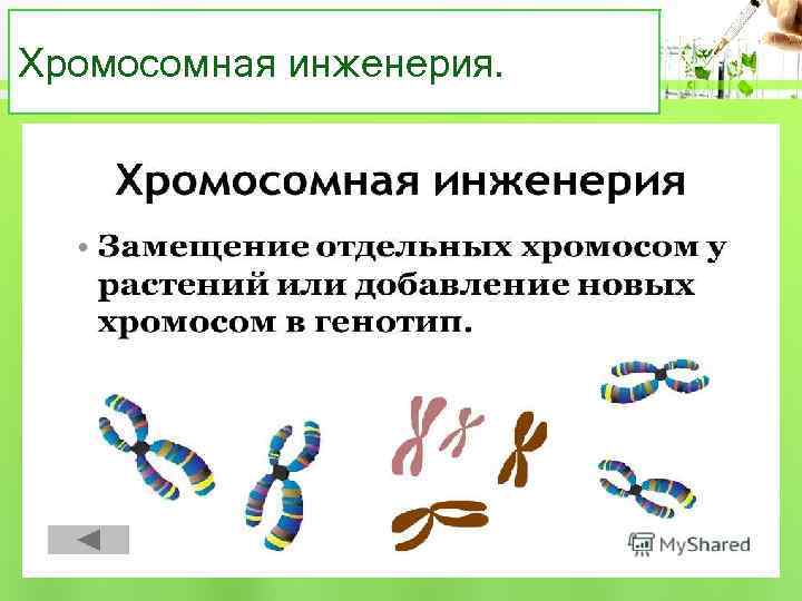 Хромосомная инженерия. 