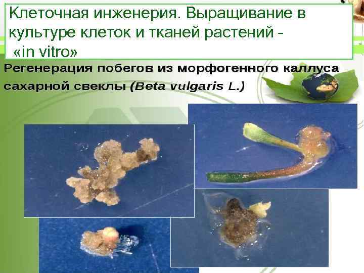 Клеточная инженерия. Выращивание в культуре клеток и тканей растений – «in vitro» 