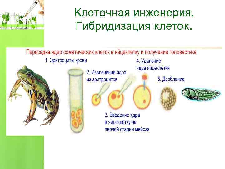 Клеточная инженерия. Гибридизация клеток. 