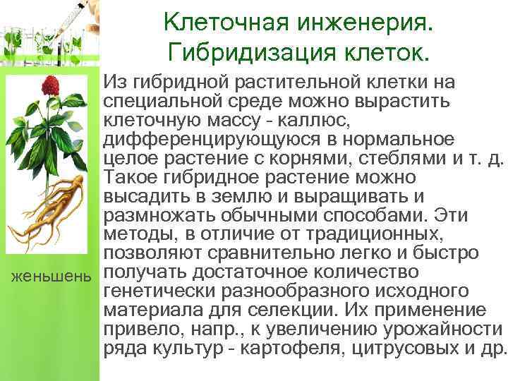 Клеточная инженерия. Гибридизация клеток. Из гибридной растительной клетки на специальной среде можно вырастить клеточную