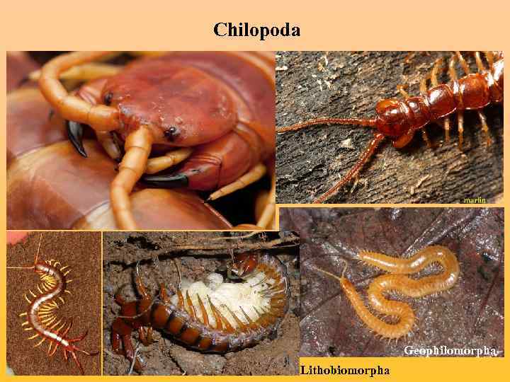 Chilopoda Geophilomorpha Lithobiomorpha 