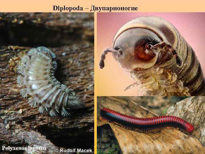 Diplopoda – Двупарноногие Polyxenus lagurus 