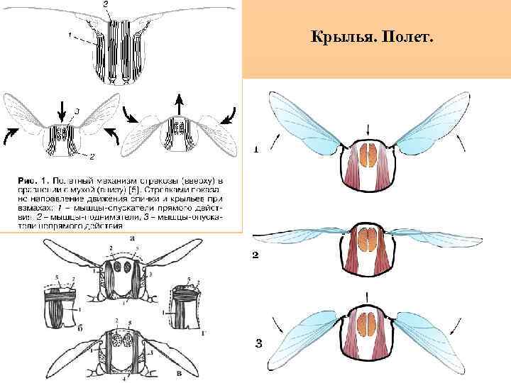 Крылья. Полет. 