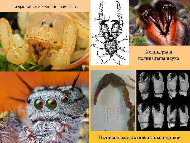 латеральные и медиальные глаза Хелицеры и педипальпы паука Педипальпа и хелицеры скорпионов 