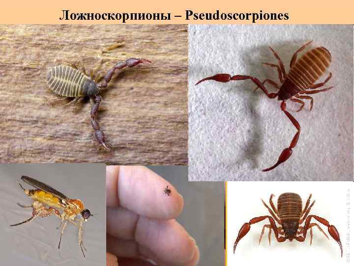 Ложноскорпионы – Pseudoscorpiones 