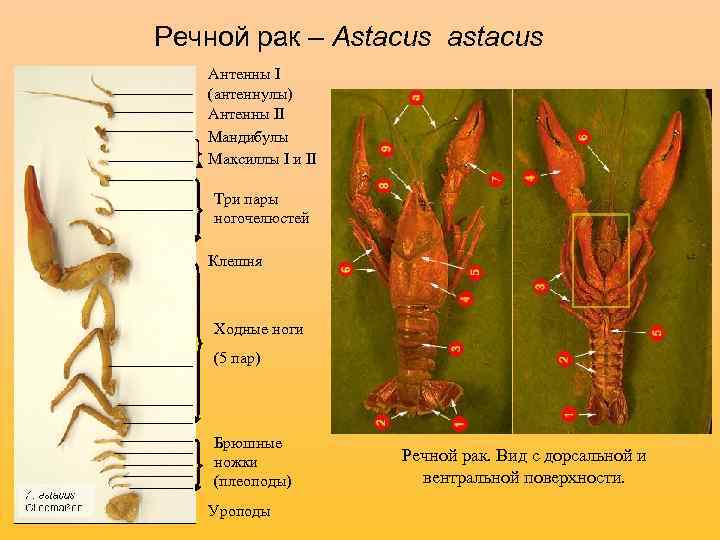 Речной рак – Astacus astacus Антенны I (антеннулы) Антенны II Мандибулы Максиллы I и