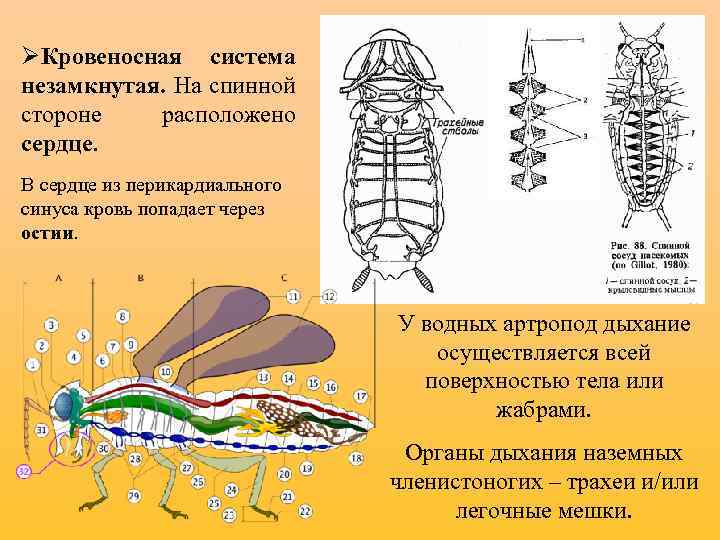Остии у насекомых. Остии у членистоногих. Перикардиальный синус членистоногих. Нервная система мечехвоста.