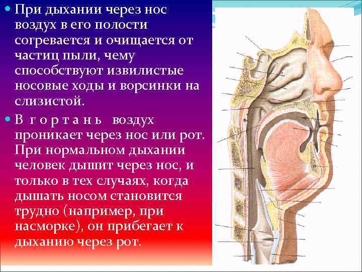 Как проходит воздух через нос схема - 95 фото