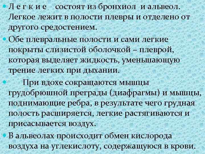  Л е г к и е состоят из бронхиол и альвеол. Легкое лежит