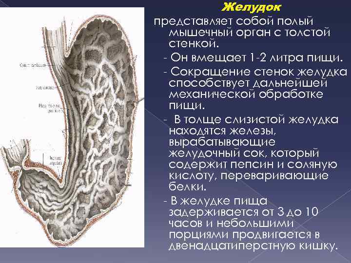 Желудок представляет собой полый мышечный орган с толстой стенкой. - Он вмещает 1 -2