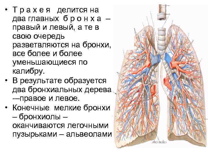  • Т р а х е я делится на два главных б р