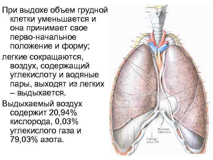 Свисты при выдохе в лежачем положении. Объем грудной клетки на выдохе. Грудная клетка уменьшается в объеме при. Из легкого выходят одна легочная.